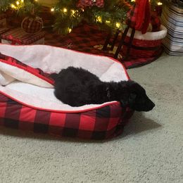 Poodle Puppies from Polly Wally Doodles and Poodles