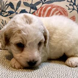 Sweetie - Parti female Goldendoodle puppy in Pensacola, Florida from Goldendoodles Love You in Pensacola Friend Edition