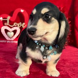 Indigo - Black and cream male Dachshund puppy in Lincoln, Arkansas from Red Dirt Dachshunds