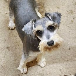 Jessie - Miniature Schnauzer