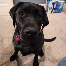 Labrador Retriever All Grown Up from Royal Ridge Labs