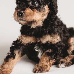 Cavapoo Puppies from PuppybuddyUSA