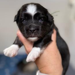 Green Collar (Luigi) - Black and white male Havanese puppy in Silverton, Oregon from PNW Havanese
