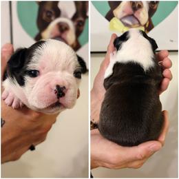 Girl 1 - Black brindle and white female Boston Terrier puppy in Puyallup, Washington from NW Boston Terriers