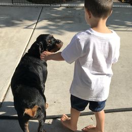 Rottweilers from Von Haus Roman Rottweilers
