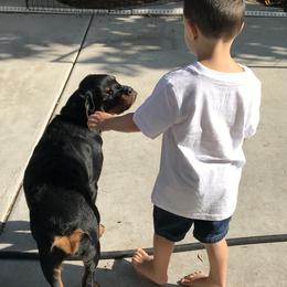 Rottweilers from Von Haus Roman Rottweilers