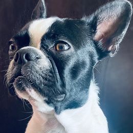 Basset Hounds from KP Kennels