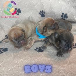 Slate - Blue male French Bulldog puppy in Bowman, Georgia from Companion Creek Farm