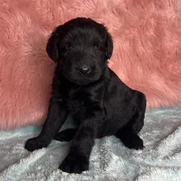 Black Beauty - Black female Giant Schnauzer puppy in Garden City, Missouri from Jordan Giants