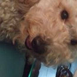 Labradoodles from Yappy Acres