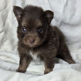 Cora - Chocolate female Pomsky puppy in Oak Forest, Illinois from Illinois Poms
