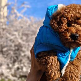 Poodles from Midwest Miniature Poodles