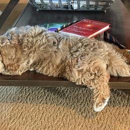 Goldendoodle and Golden Mountain Doodle All Grown Up from Howard Hills Doodles