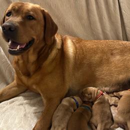 Annie - Labrador Retriever