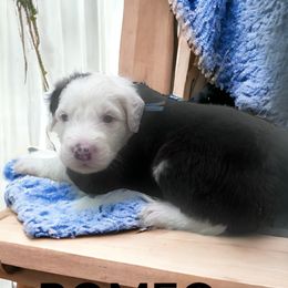 Old English Sheepdog Puppies from Desert Sheepies