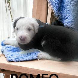 Old English Sheepdog Puppies from Desert Sheepies