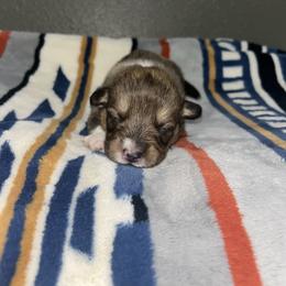 Caramel - Sable male Pembroke Welsh Corgi puppy in Washington from Castle View Royal Rumps