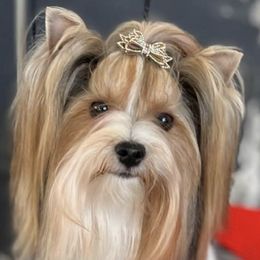 Biewer Terriers from Rivendell Biewer Terriers
