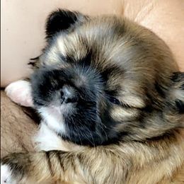 Shih Tzus from Sweet Cottage Shih Tzu