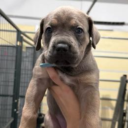 Prancer - Gray and fawn female Cane Corso puppy in Utah from 3Lake Kennelz