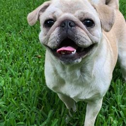 Pugs from Pug Perfection Puppies