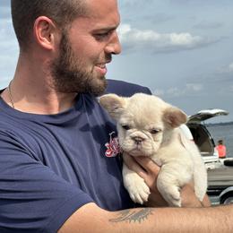 French Bulldog Puppies from Jasmine McMurtry