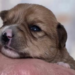 Girl 3 - Tan female Yorkshire Terrier puppy in Huddleston, Virginia from Potters Puppies