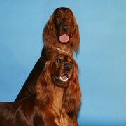 Irish Setters from Chimera Irish Setters
