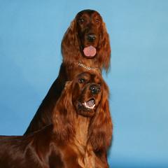 Irish Setters from Chimera Irish Setters
