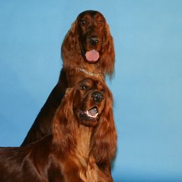 Irish Setters from Chimera Irish Setters