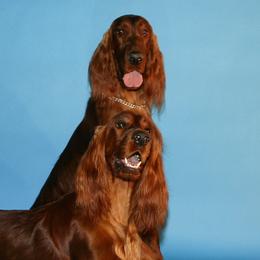 Irish Setters from Chimera Irish Setters