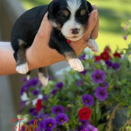 Teal - male Australian Mountain Doodle puppy in Henry, Illinois from Rowe Farms Doodles