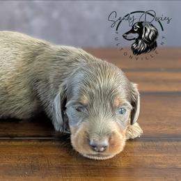 Voodoo - Gray (blue) and tan male Dachshund puppy in Fultonville, New York from Sandy Aussies, Mini Dachshunds & Pomeranians