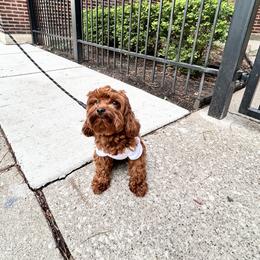 Maltipoo All Grown Up from Minipaws kennel