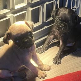 French Bulldog and Pug Puppies from AZPUGFRENCHIECONNECTION