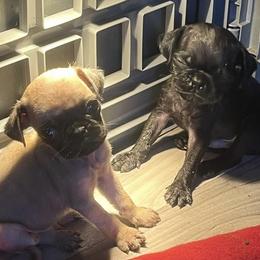French Bulldog and Pug Puppies from AZPUGFRENCHIECONNECTION