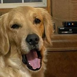 zuzu - Golden Retriever