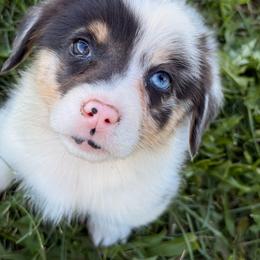 Merle Boy HeeHaw - Blue merle and white male American Corgi puppy in Heyworth, Illinois from Schumaker Corgis