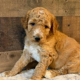 Army Green Collar Boy - Red male Bernedoodle puppy in San Augustine, Texas from Vintage Doodles