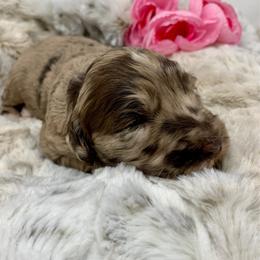 Goldendoodle puppies from FamilyLoved Doodles