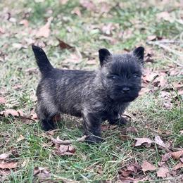 Leo - Brindle male Cairn Terrier puppy in Mountain Grove, Missouri from CreekTop