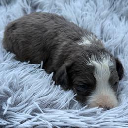Bentley - Blue merle male Aussiedoodle puppy in Ambrose, Georgia from Brandilyn's Aussies