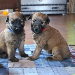 Australian Shepherd and Soft Coated Wheaten Terrier Puppies from Ironwood Ridge Kennels