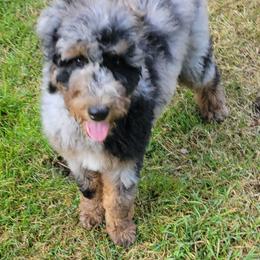 Olive - Blue merle female Aussiedoodle puppy in Yacolt, Washington from Aussiedoodles by Maggie