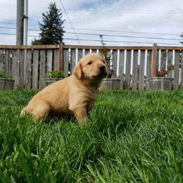Labrador Retriever Puppies from Haas Family Retrievers