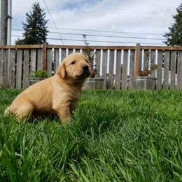 Labrador Retriever Puppies from Haas Family Retrievers