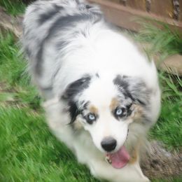 Chico - Australian Shepherd