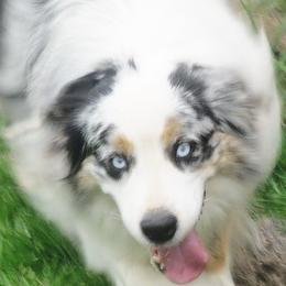 Chico - Australian Shepherd