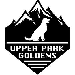 Red - Dark golden female Golden Retriever puppy in Chico, California from Upper Park Goldens