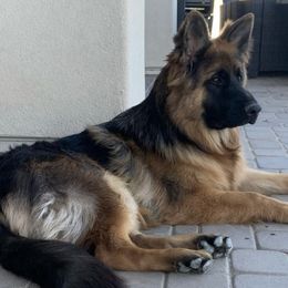 German Shepherds from Prigge Farm German Shepherds